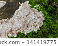 Schizopora paradoxa grows on a fallen log in a damp forest during early spring near a stream showing a tooth-like surface with a light crust 141419775