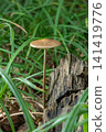 Deep rooted shank mushroom with a long stem grows from a decaying log in a grassy area during daytime 141419776