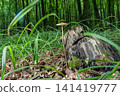 Deep rooted shank mushroom stands tall among green grass in a forest after rain 141419777