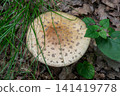 Mushroom found in the forest showing reddish-pink bruises after being touched in late spring 141419778