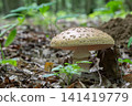 Mushroom growing in the forest during spring with a brown cap and light spots showing characteristics of Amanita rubescens 141419779