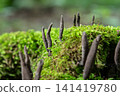 Dead Man's Fingers fungus grows among green moss in a forest during daylight hours near a decaying log on forest floor 141419780