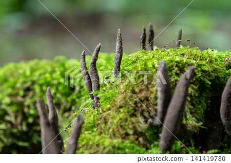 Dead Man's Fingers fungus grows among green moss in a forest during daylight hours near a decaying log on forest floor Dead Man's Fingers fungus grows among green moss in a forest during daylight hours near a decaying log on forest floor 141419780
