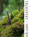 Xylaria polymorpha Dead Man's Fingers grow in a forest on mossy ground during the daytime showcasing their unique finger-like structure 141419781