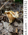 Bright yellow chanterelle mushroom growing on forest ground with dried leaves and natural background of woodland trees and plants in the late summer season 141419782