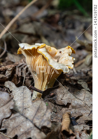 Bright yellow chanterelle mushroom growing on forest ground with dried leaves and natural background of woodland trees and plants in the late summer season Bright yellow chanterelle mushroom growing on forest ground with dried leaves and natural background of woodland trees and plants in the late summer season 141419782