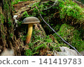 Gyroporus castaneus grows on forest floor among moss and decay under soft light in autumn season 141419783