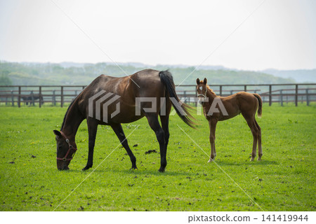 A spring scene of a mother and foal grazing at a thoroughbred farm in Hokkaido. 141419944