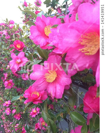 Pink flowers Pink flowers 141419951