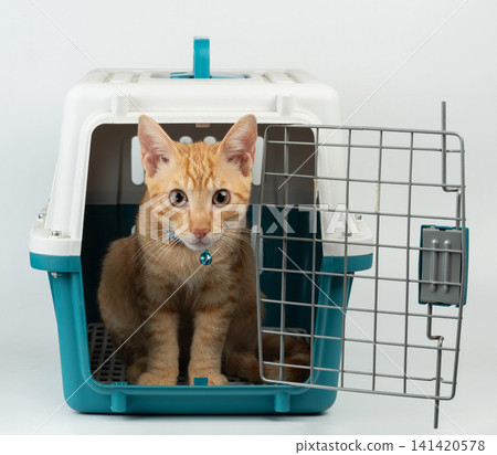 Orange cat in carrier cage Orange cat in carrier cage 141420578