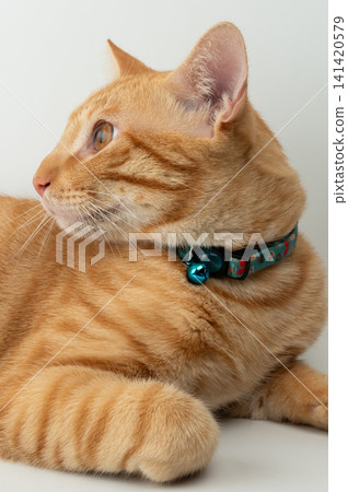 Fluffy orange cat side portrait Fluffy orange cat side portrait 141420579