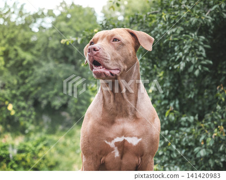 Brown dog sits against a backdrop of green foliage Brown dog sits against a backdrop of green foliage 141420983