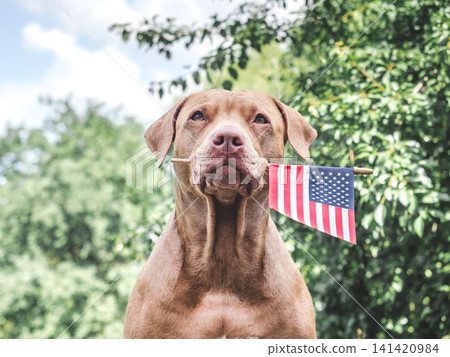 Patriotic brown dog and American flag Patriotic brown dog and American flag 141420984