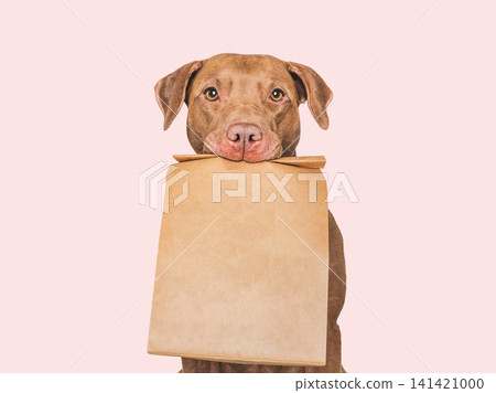 Playful American Pit bull holds shopping bag Playful American Pit bull holds shopping bag 141421000