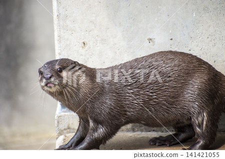 A small-clawed otter looking into the distance A small-clawed otter looking into the distance 141421055