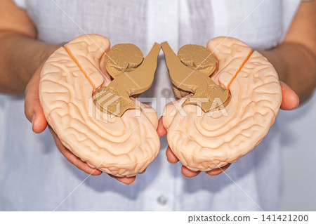 Medical anatomy brain model held in hands for neurology education and clinical training Medical anatomy brain model held in hands for neurology education and clinical training 141421200