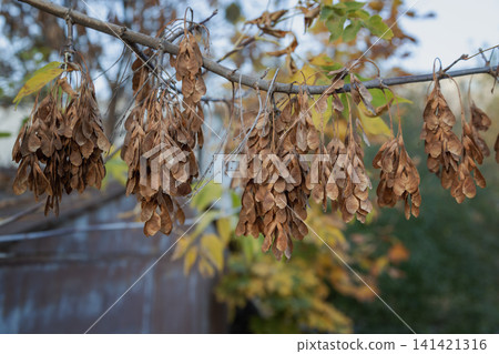 Maple branch with clusters of dry samaras against autumn foliage and old wooden shed. 141421316