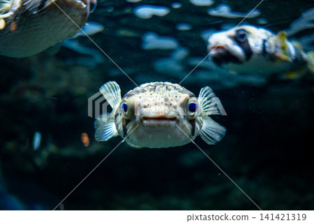 一隻可愛的河豚在水族箱裡目不轉睛地盯著鏡頭。 一隻可愛的河豚在水族箱裡目不轉睛地盯著鏡頭。 141421319