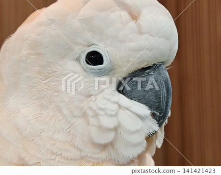 White Cockatoo Portrait with Dark Eye and Grey Beak Closeup White Cockatoo Portrait with Dark Eye and Grey Beak Closeup 141421423