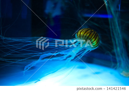 A jellyfish in a blue light reminiscent of the deep ocean floor—a work of art like a painting. A jellyfish in a blue light reminiscent of the deep ocean floor—a work of art like a painting. 141421546