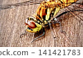 Newly emerged red dragonfly 141421783