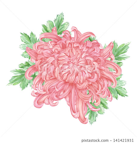Hand drawn watercolor peach color chrysanthemum with green leaves composition. Illustration of flower isolated on white background. Can be used for postcard, label, scrapbook other printed products Hand drawn watercolor peach color chrysanthemum with green leaves composition. Illustration of flower isolated on white background. Can be used for postcard, label, scrapbook other printed products 141421931