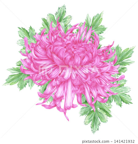 Hand drawn watercolor pink color chrysanthemum with green leaves composition. Illustration of flower isolated on white background. Can be used for postcard, label, scrapbook and other printed products 141421932