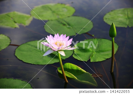 釋放負載花,蓮花,玫瑰花 釋放負載花,蓮花,玫瑰花 141422055