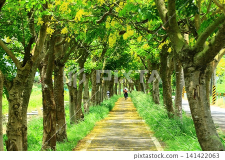 Beautiful golden shower tree (Golden shower tree, Golden shower tree, Golden shower tree, Golden shower tree, Golden shower tree, Golden shower tree, Golden shower tree) Beautiful golden shower tree (Golden shower tree, Golden shower tree, Golden shower tree, Golden shower tree, Golden shower tree, Golden shower tree, Golden shower tree) 141422063