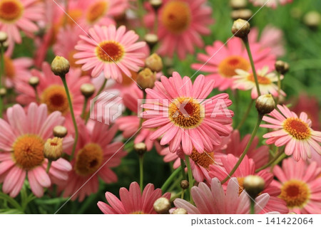 瑪格麗特雛菊,木春菊,瑪格麗特雛菊,瑪格麗特雛菊,Horan Nishikiku,東方菊,少女花,白子菊 瑪格麗特雛菊,木春菊,瑪格麗特雛菊,瑪格麗特雛菊,Horan Nishikiku,東方菊,少女花,白子菊 141422064