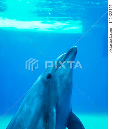 水下海豚的動態肖像 水下海豚的動態肖像 141422105