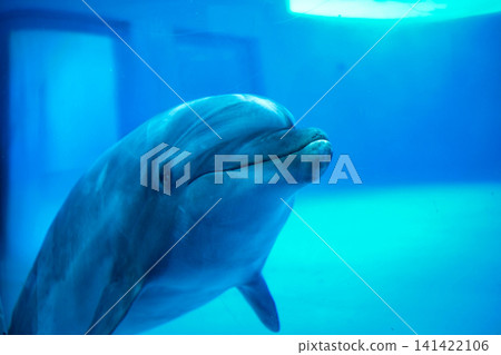 水下海豚的動態肖像 水下海豚的動態肖像 141422106