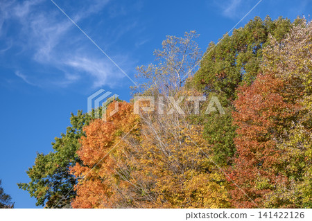Beautiful autumn landscape in Tennessee mountain forest Beautiful autumn landscape in Tennessee mountain forest 141422126