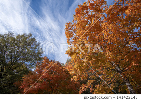 Autumn forest background. Vibrant colorful trees foliage in fall park. Nature change leaves in October season Autumn forest background. Vibrant colorful trees foliage in fall park. Nature change leaves in October season 141422143