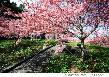 Beautiful cherry blossoms (Japanese peach, Fukushima cherry, Kusashi, Blue cherry) tree and walking path Beautiful cherry blossoms (Japanese peach, Fukushima cherry, Kusashi, Blue cherry) tree and walking path 141422259
