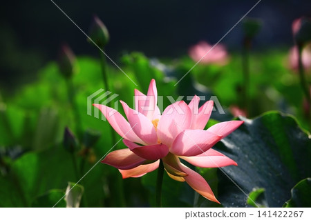 釋放負載花,蓮花,玫瑰花 釋放負載花,蓮花,玫瑰花 141422267