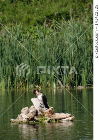 A large black cormorant perches on a piece of driftwood in the middle of a calm lake, its waters reflecting the green forest. A rare waterfowl in its natural freshwater habitat. A large black cormorant perches on a piece of driftwood in the middle of a calm lake, its waters reflecting the green forest. A rare waterfowl in its natural freshwater habitat. 141422328
