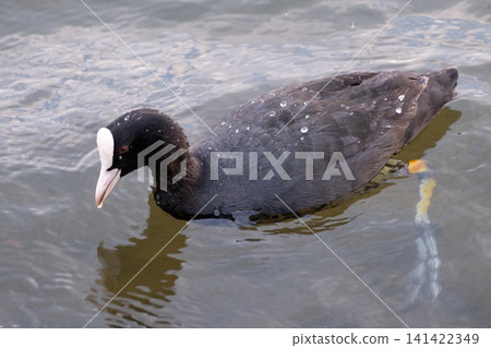 An adult black coot swims on calm fresh water; water droplets are visible on its dark plumage. A close-up photograph showing the characteristic white frontal shield and red eye of this common waterfow An adult black coot swims on calm fresh water; water droplets are visible on its dark plumage. A close-up photograph showing the characteristic white frontal shield and red eye of this common waterfow 141422349