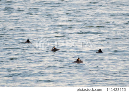 A group of great crested grebes swimming on a lake with gentle ripples. A wildlife scene featuring diving birds resting together on open water in their natural habitat. A group of great crested grebes swimming on a lake with gentle ripples. A wildlife scene featuring diving birds resting together on open water in their natural habitat. 141422353