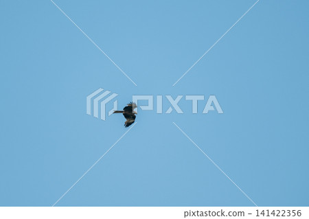 Black kite soaring high in a clear blue sky with wings fully spread. Minimalist wildlife image, freedom, and power of this majestic bird of prey in flight. Black kite soaring high in a clear blue sky with wings fully spread. Minimalist wildlife image, freedom, and power of this majestic bird of prey in flight. 141422356