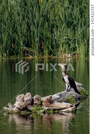 A large black cormorant perches on a piece of driftwood in the middle of a calm lake, its waters reflecting the green forest. A rare waterfowl in its natural freshwater habitat. A large black cormorant perches on a piece of driftwood in the middle of a calm lake, its waters reflecting the green forest. A rare waterfowl in its natural freshwater habitat. 141422357