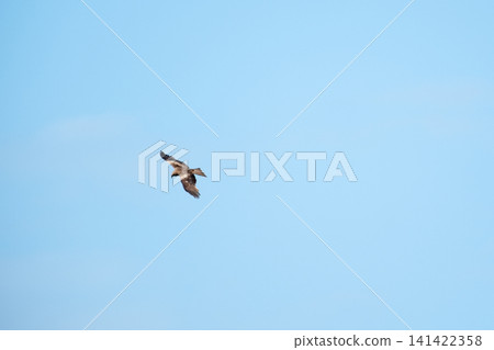 Black kite soaring high in a clear blue sky with wings fully spread. Minimalist wildlife image, freedom, and power of this majestic bird of prey in flight. Black kite soaring high in a clear blue sky with wings fully spread. Minimalist wildlife image, freedom, and power of this majestic bird of prey in flight. 141422358