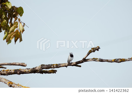A white wagtail perches on a tree branch against a clear blue sky. A minimalist wildlife shot of a small songbird in its natural habitat. 141422362