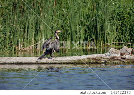 A large black cormorant perches on a piece of driftwood in the middle of a calm lake, set against a backdrop of green forest. A rare waterfowl in its natural freshwater habitat. A large black cormorant perches on a piece of driftwood in the middle of a calm lake, set against a backdrop of green forest. A rare waterfowl in its natural freshwater habitat. 141422373