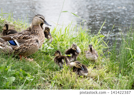 A female duck with ducklings on the shore of a lake during a summer rain A female duck with ducklings on the shore of a lake during a summer rain 141422387