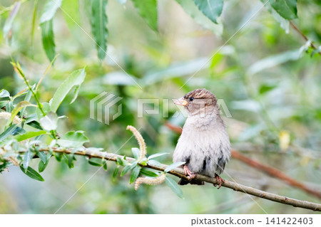 A close-up of a rock sparrow on a tree branch in a summer park A close-up of a rock sparrow on a tree branch in a summer park 141422403