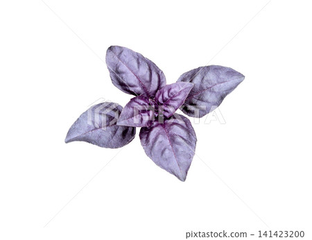 Purple Basil leaves isolated on white. Purple Basil leaves isolated on white. 141423200