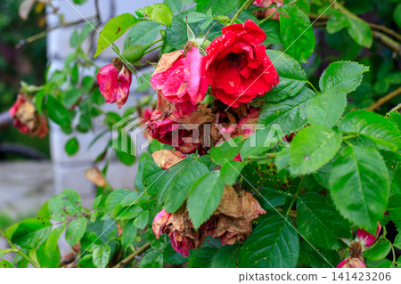 Wilting red roses on a garden bush. Autumn gardening work and botanical care. Pruning these dead withered flowers before cold season arrives. Wilting red roses on a garden bush. Autumn gardening work and botanical care. Pruning these dead withered flowers before cold season arrives. 141423206