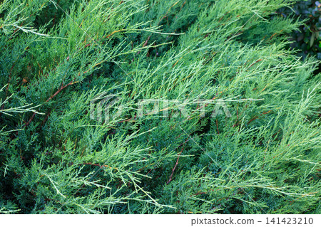 Green thuja branches. Coniferous background, bright texture of the evergreen tree, space for text. Young leaves of the eastern forest thuja. Green thuja branches. Coniferous background, bright texture of the evergreen tree, space for text. Young leaves of the eastern forest thuja. 141423210