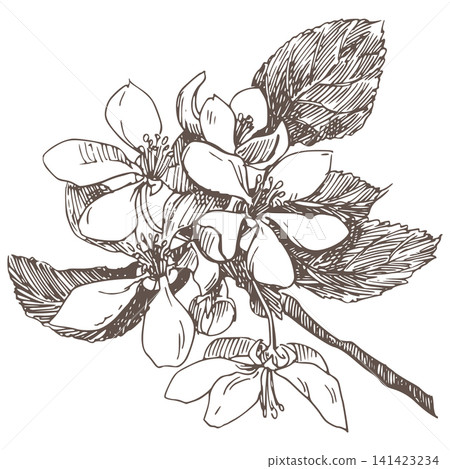 Vector sketch of blossoming pear. Spring apple tree branch in engraving style. Clipart for wedding invitations. Imitation of the ancient etching technique. Linear ink drawing of quince, hand drawn. Vector sketch of blossoming pear. Spring apple tree branch in engraving style. Clipart for wedding invitations. Imitation of the ancient etching technique. Linear ink drawing of quince, hand drawn. 141423234